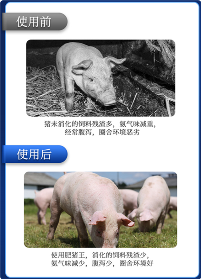 jxf吉祥坊-肥猪王使用效果