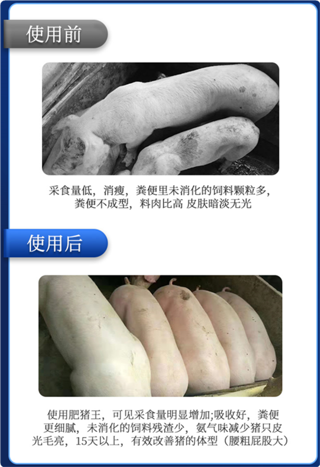 jxf吉祥坊-肥猪王使用效果