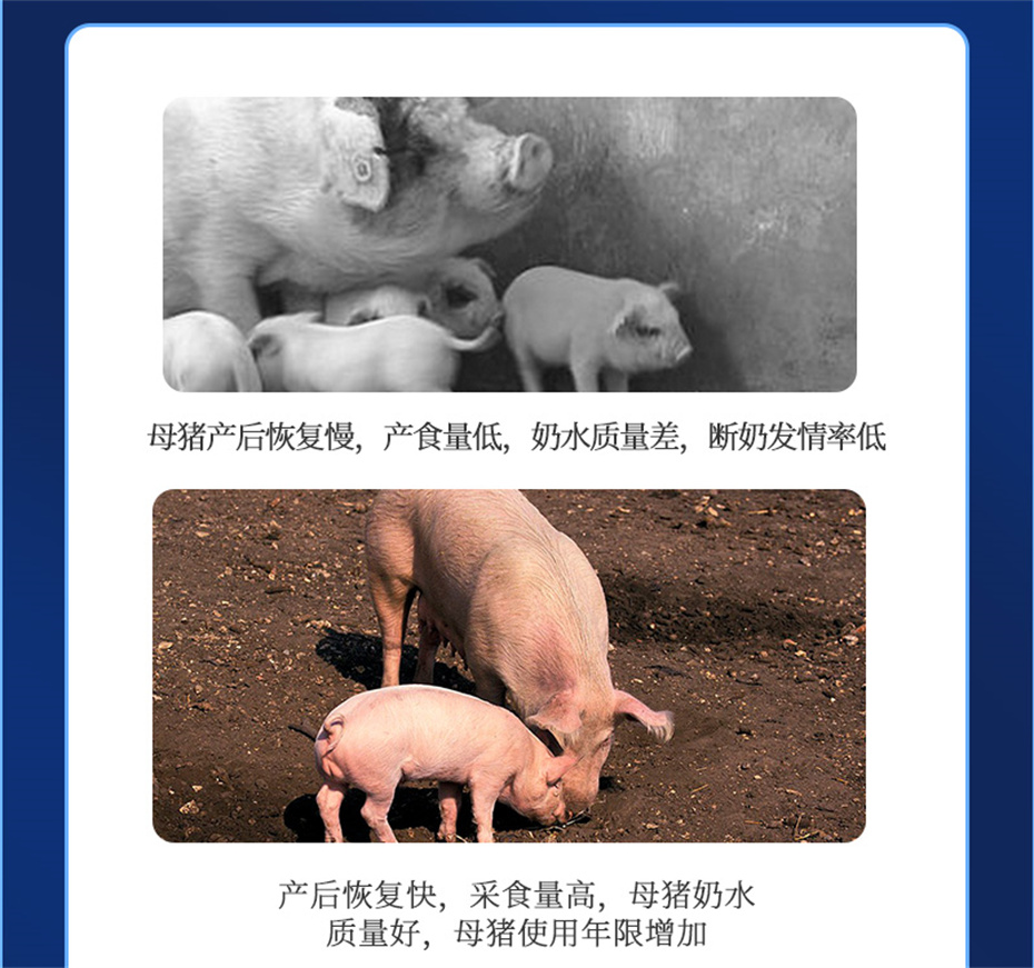 jxf吉祥坊动保猪饲料添加剂健立血产品介绍