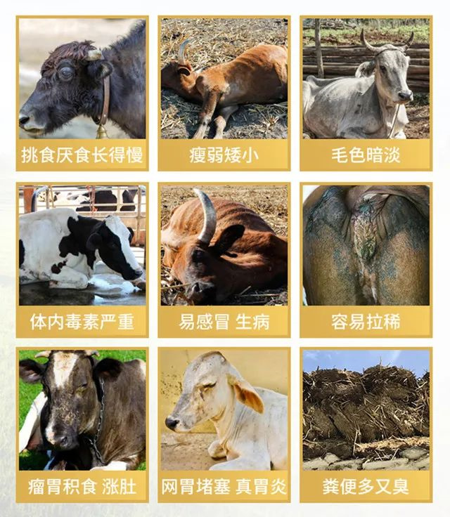 jxf吉祥坊反刍饲料添加剂牛羊壮膘王针对的问题